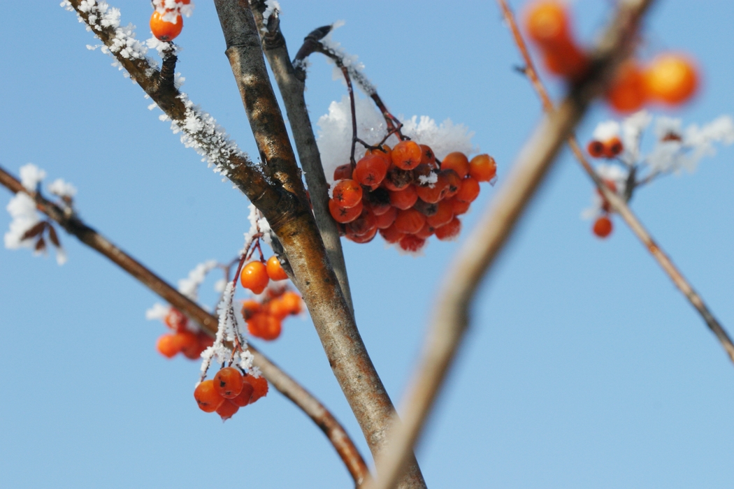 Winter Scene with Berries