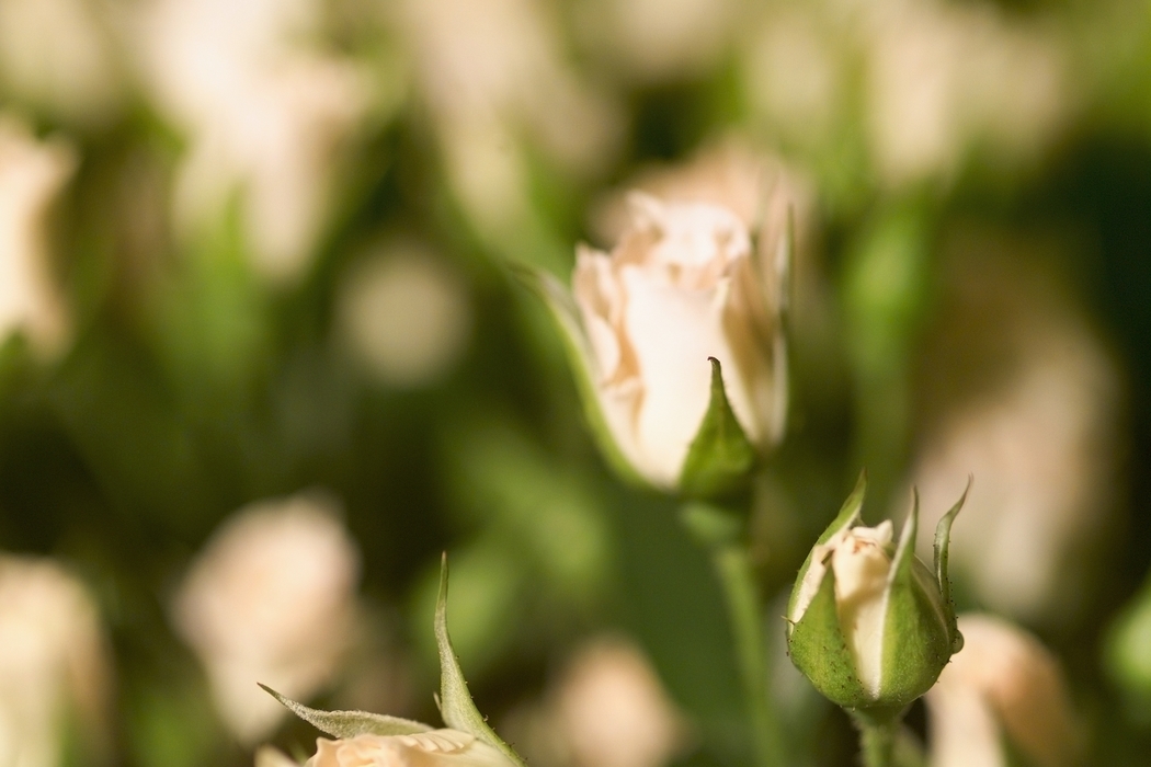 Roses in Soft Focus