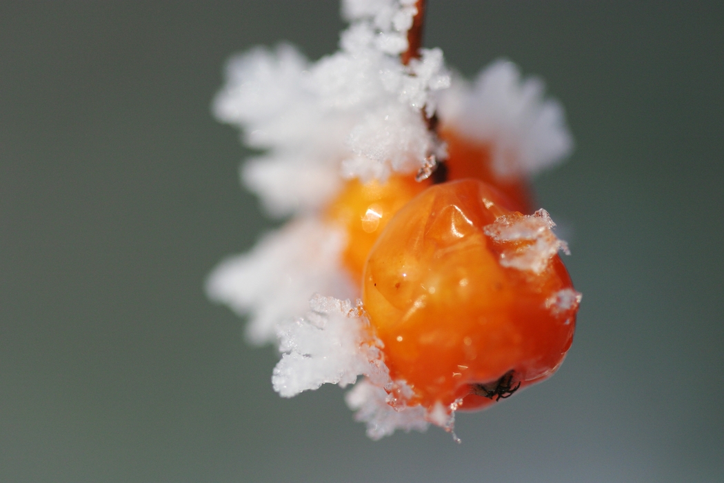 Winter Scene Snow with Berry
