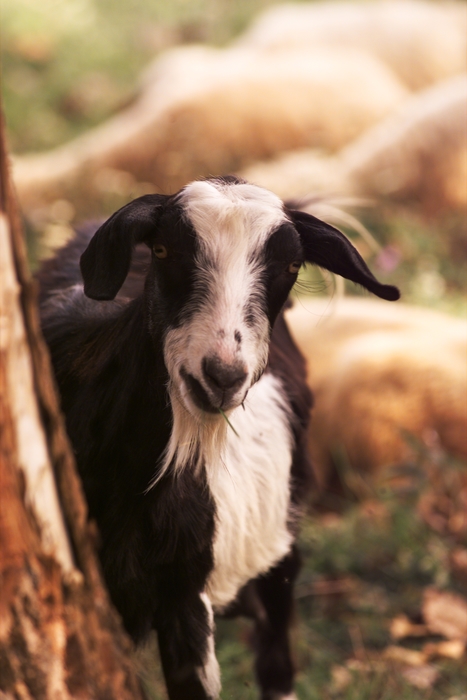 Inquisitive Goat