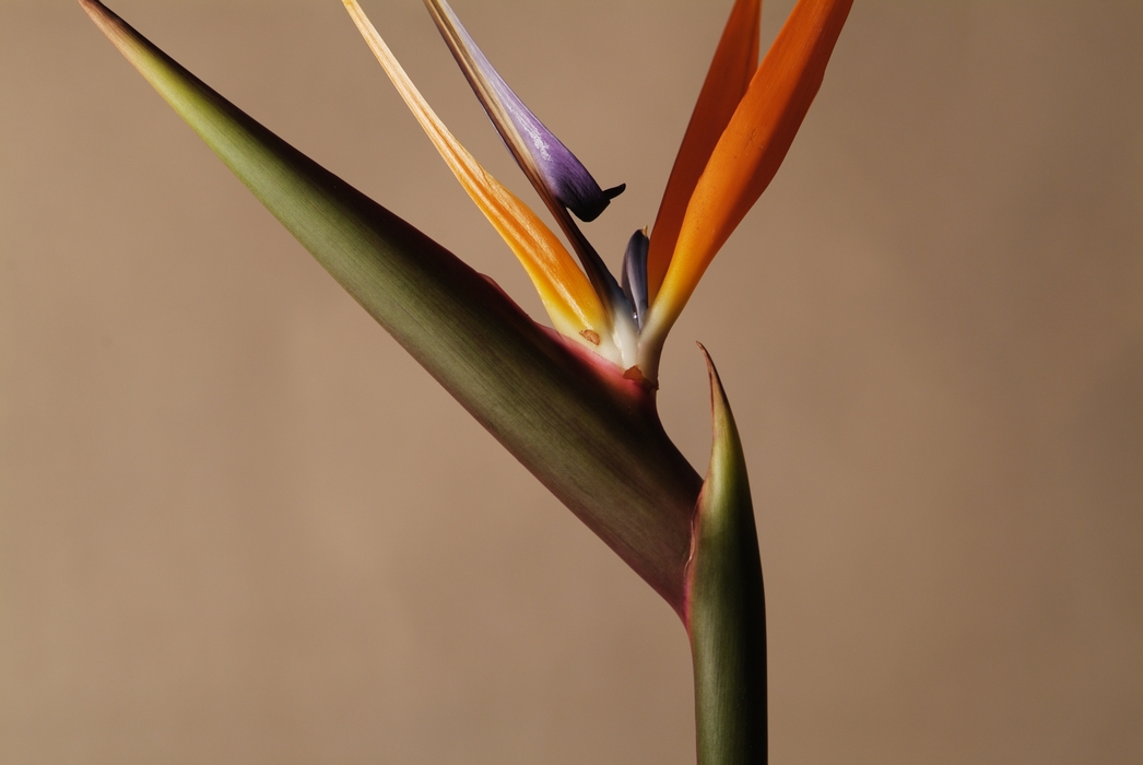 Bird of Paradise Flower