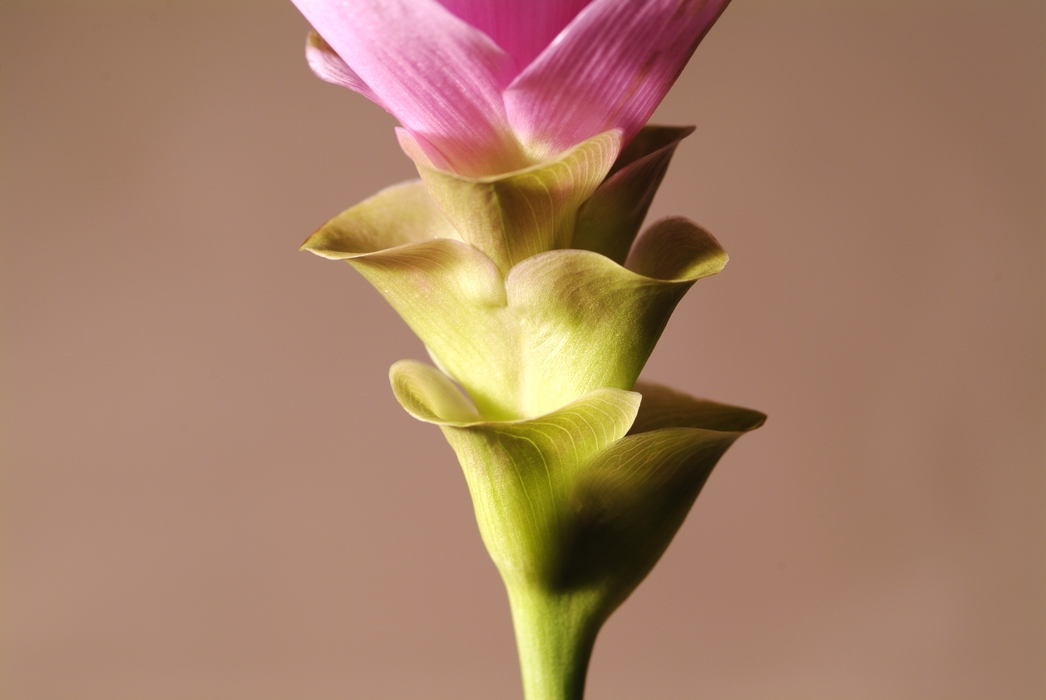 Pink Flower Petals with Leaves