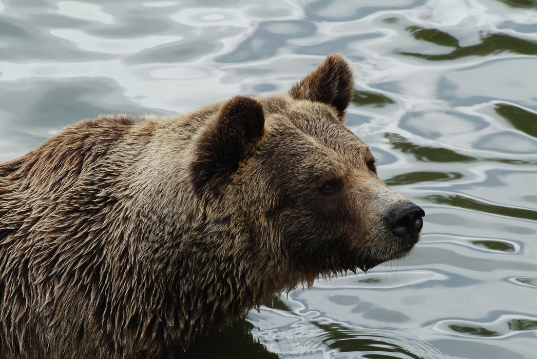 Grizzly Bear Fishing