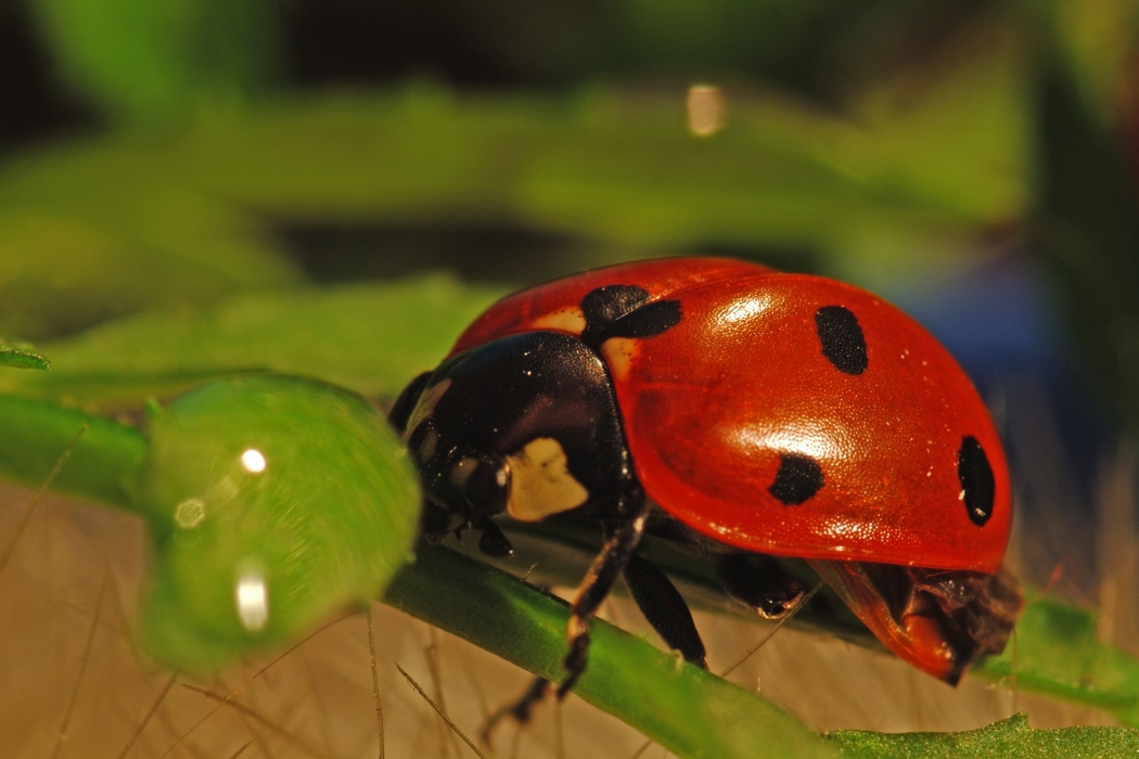 Ladybug Feasting on Plant Material