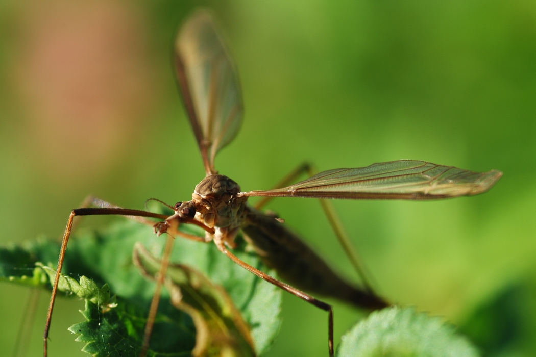 Crane Fly on Plant