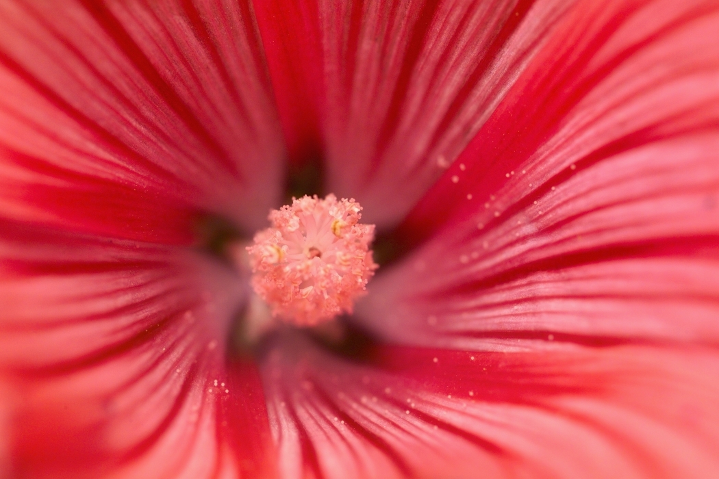 Red Flower Pistil with Stamen Pollen