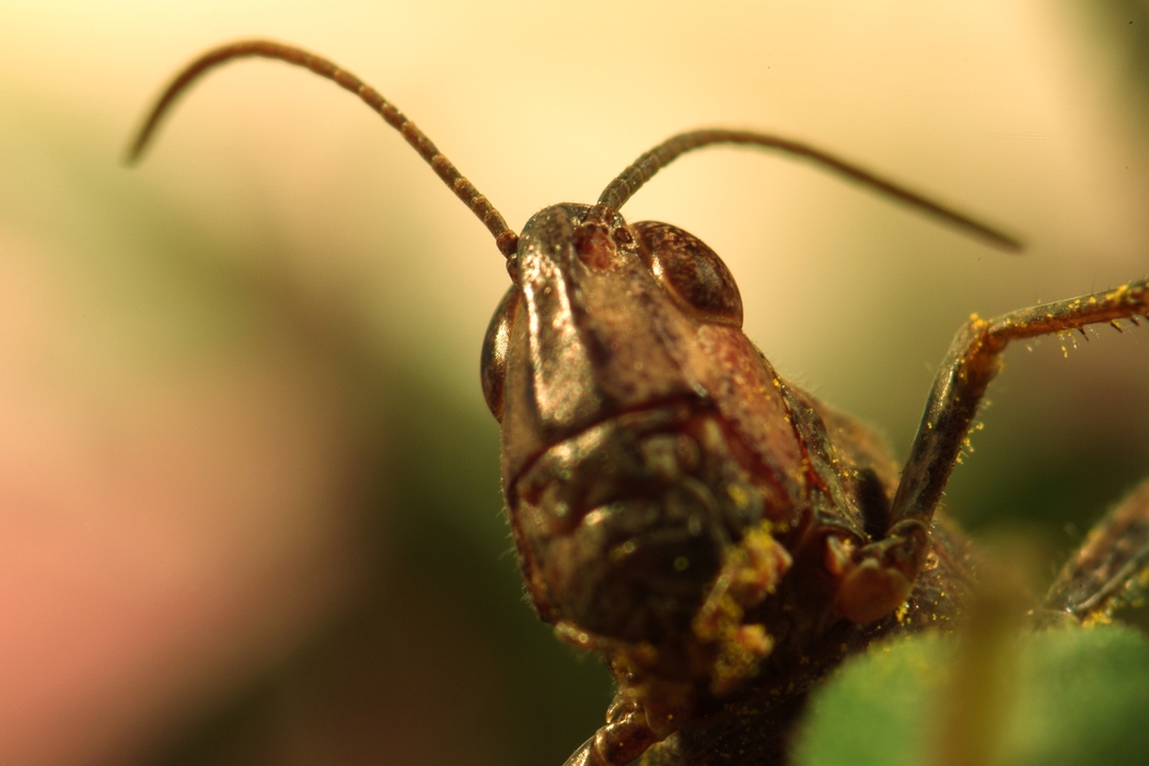 Grasshopper Close-Up on Plant