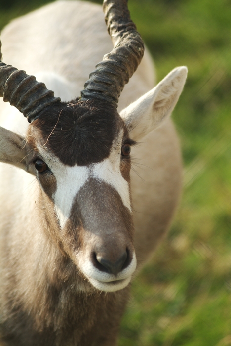 Antelope Head with Antlers