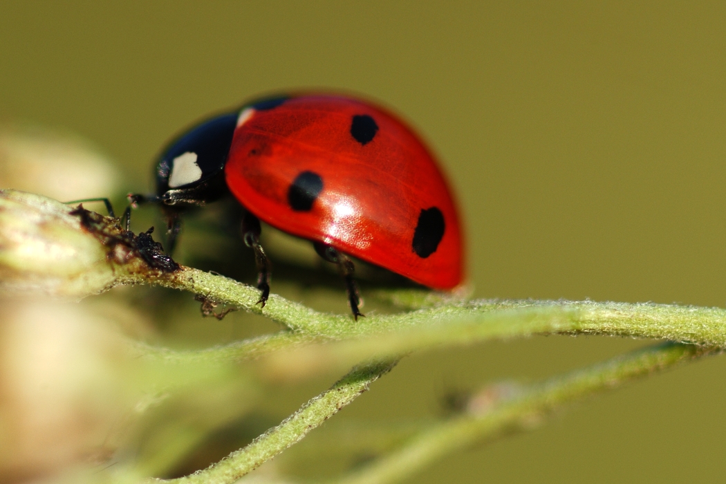 Ladybug Feeding on Plant