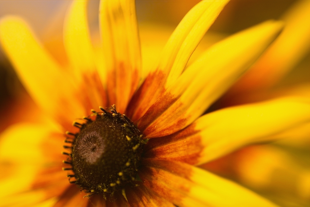 Orange Black-Eyed Susan Flower Petals