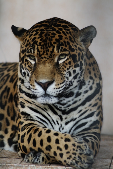 Leopard Relaxes