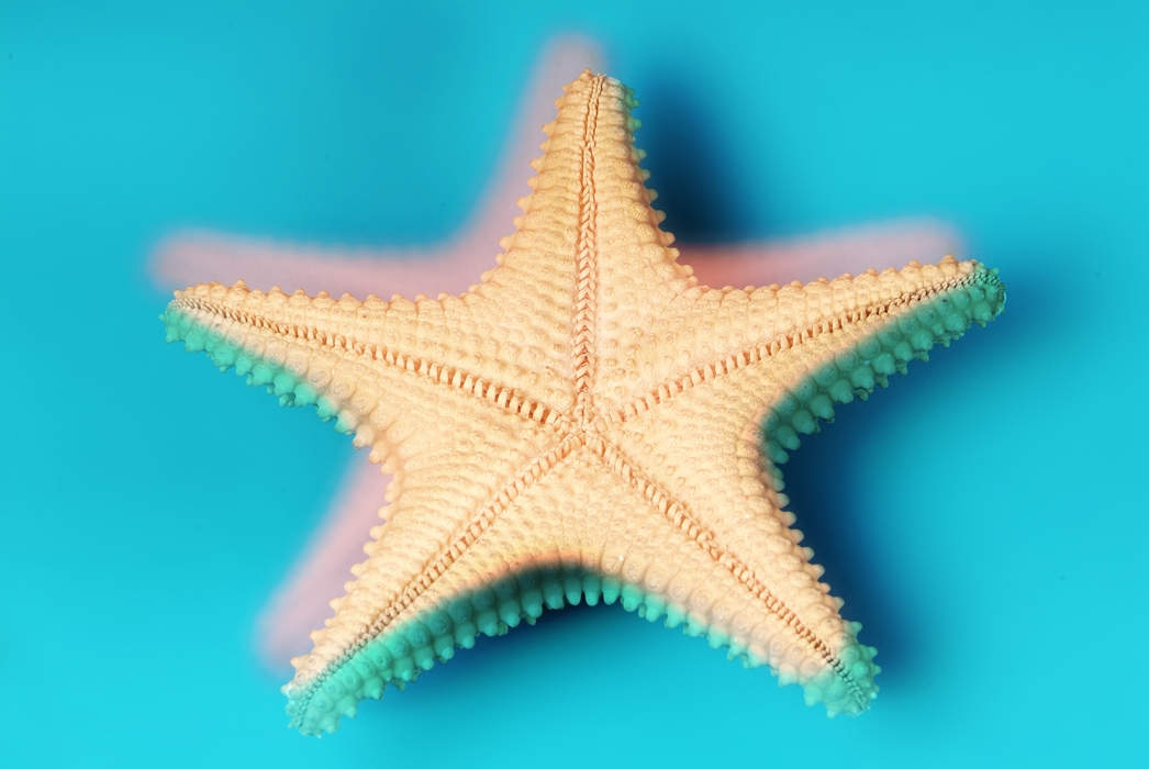 Starfish