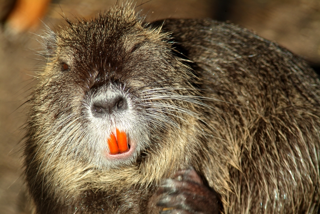 Beaver Bears Its Teeth