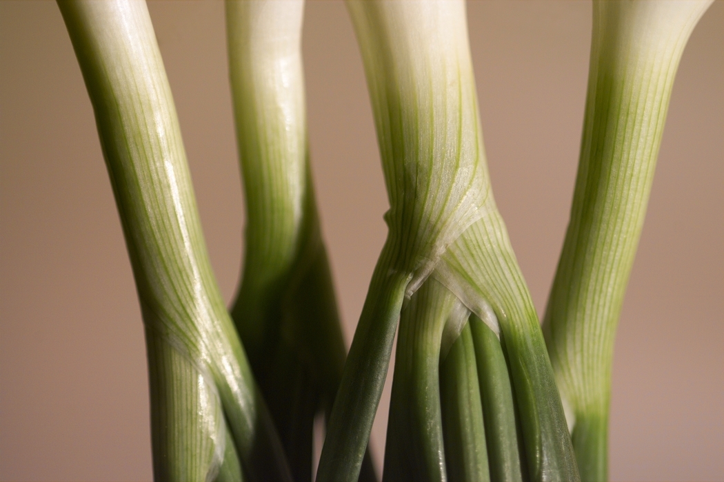 Close-Up Onion