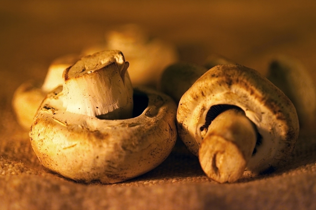 Mushroom Still Life