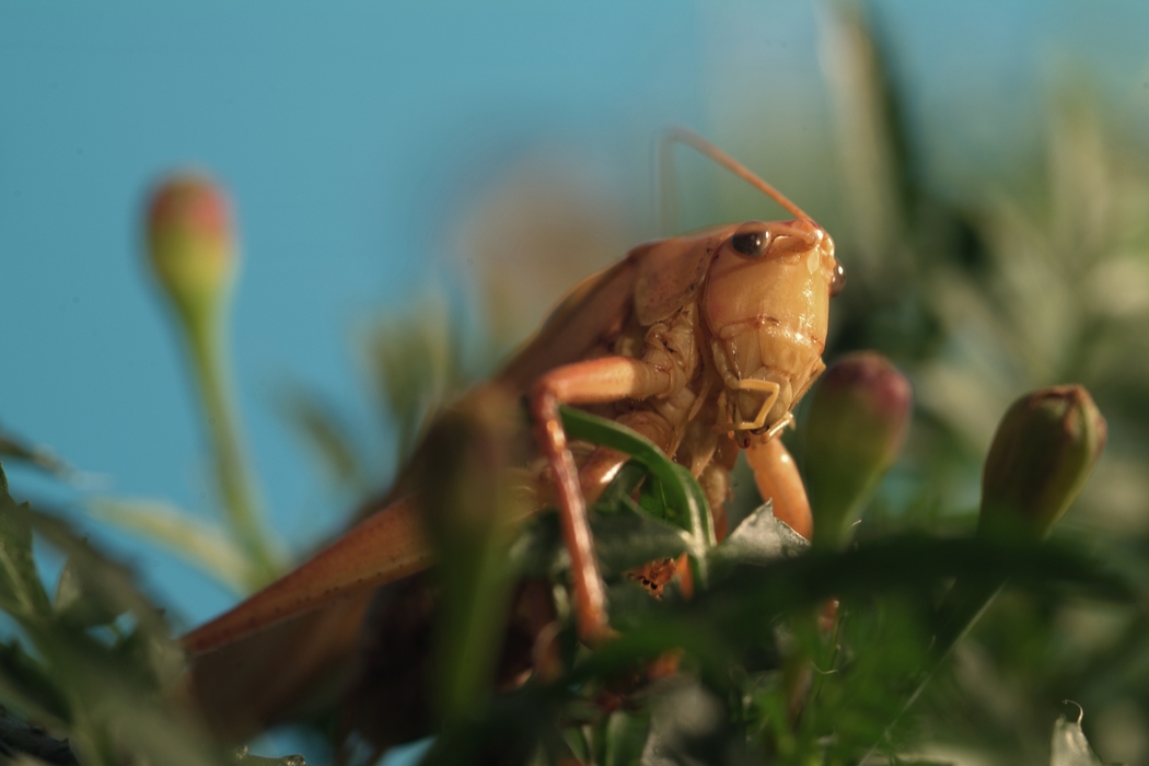 Grasshopper Close-Up on Plant