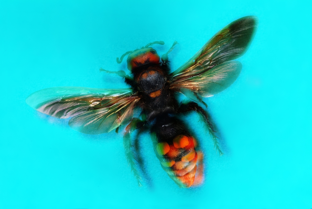 Flying Wasp