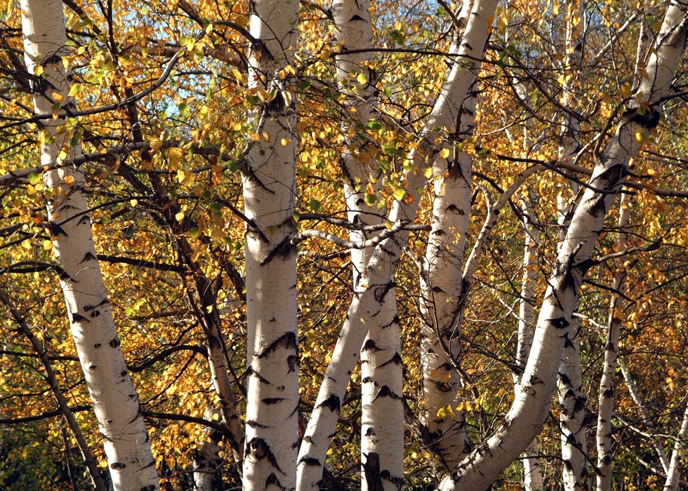 Birch Trees in Autumn in Forest