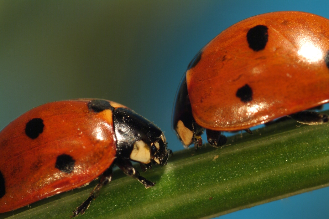 Two Ladybugs Fancy Meeting You Here, Darling