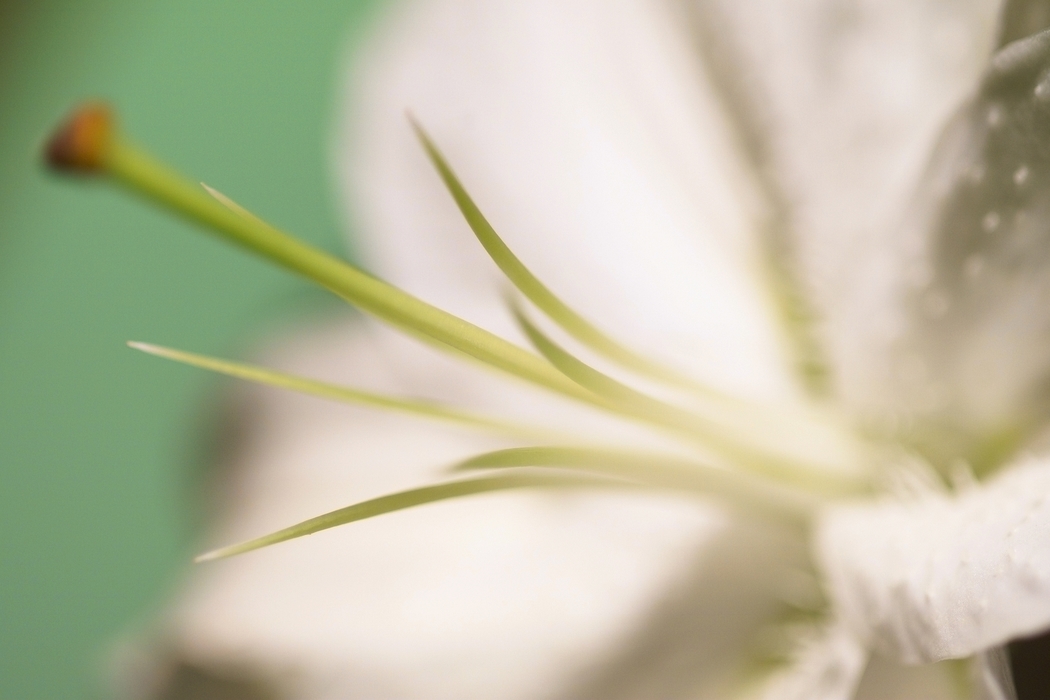 White Flower Pistil and Stamen