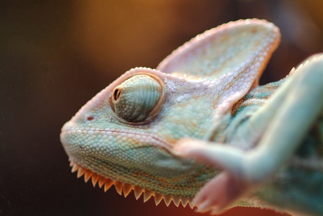 Chameleon About to Pounce