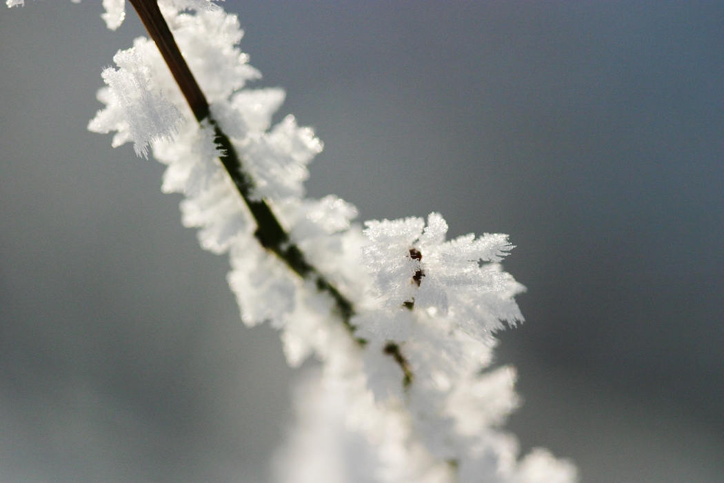 Winter Scene Frost Tree Branch