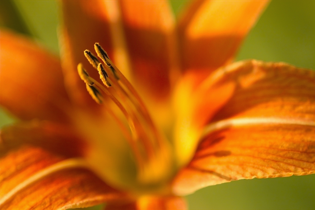 Orange Flower with Stamen Anthers