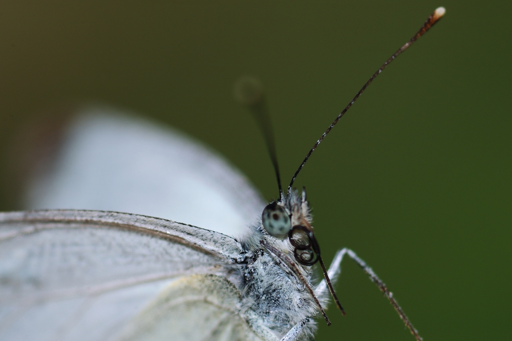 Moth Close-Up Antennae