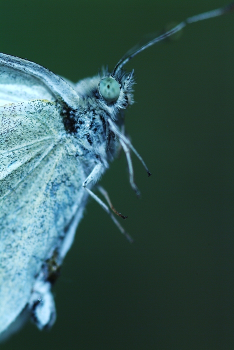 Moth Close-Up