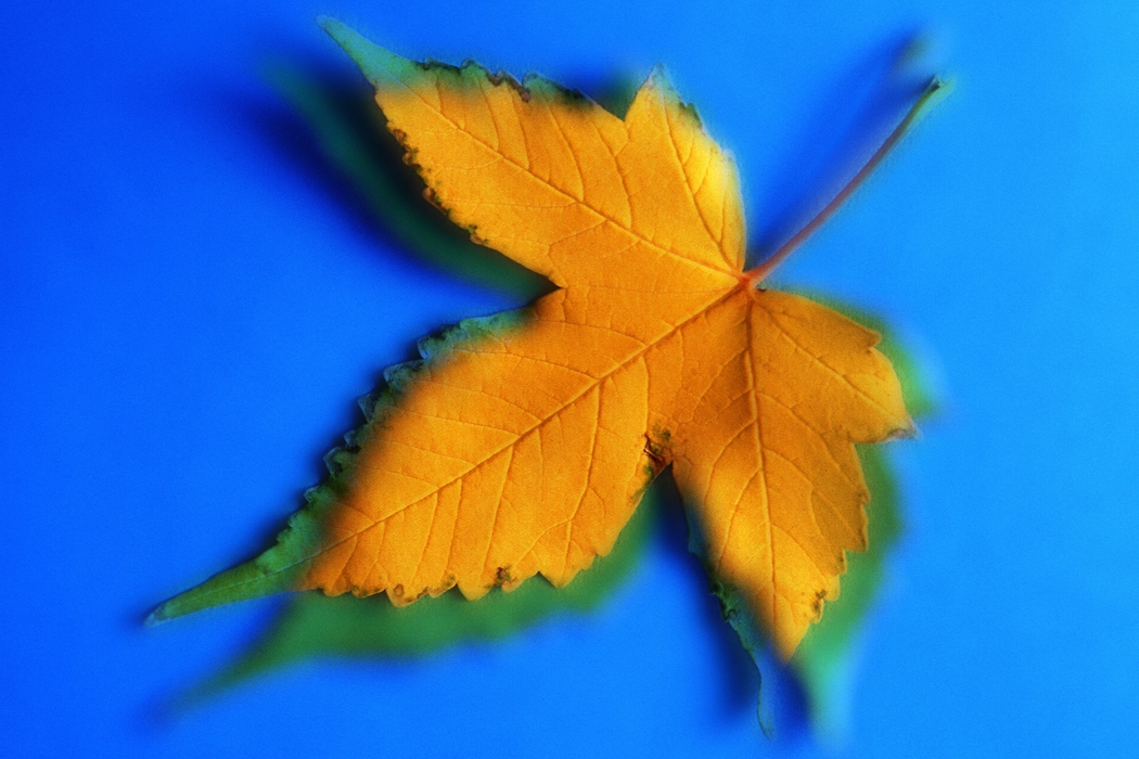 Yellow Leaf