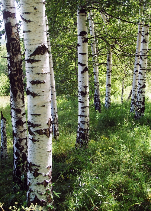 Birch Trees in Forest