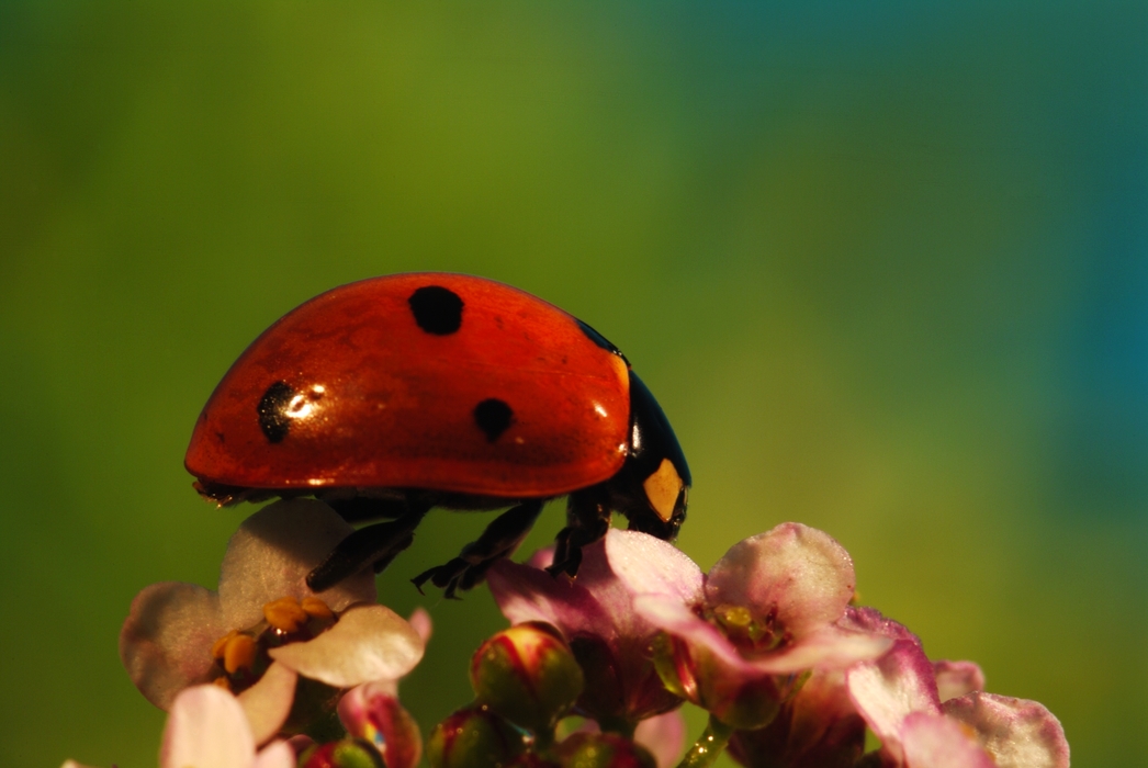 Ladybug Feasting on Plant Material