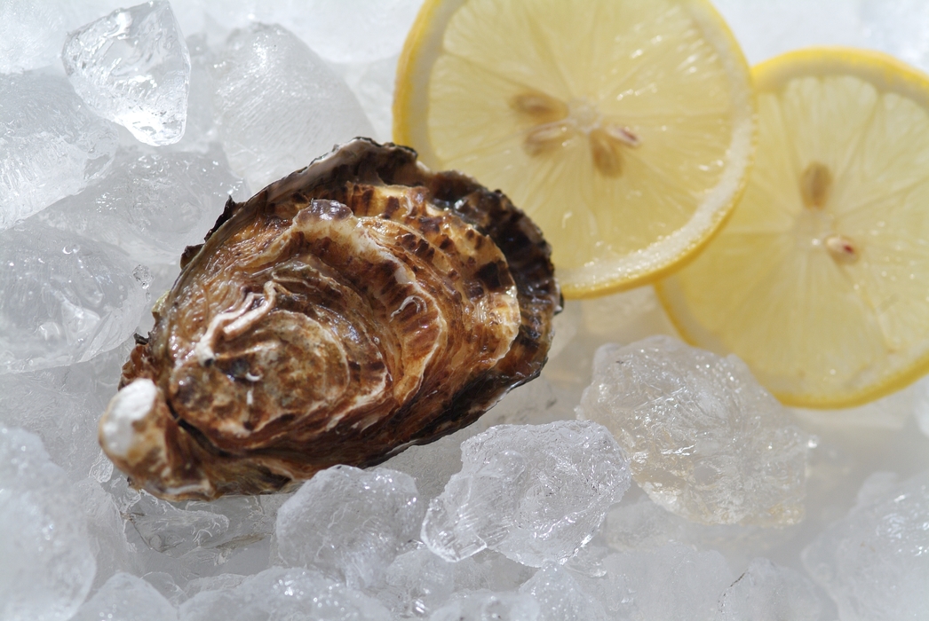 Fresh Oysters on Ice with Lemon Slice