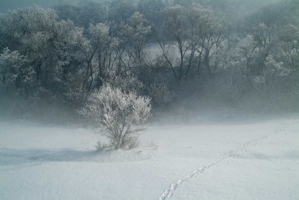 Winter Scene with Frost in The Air and Tracks in the Snow