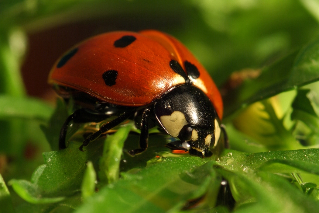 Ladybug Feasting on Plant Material