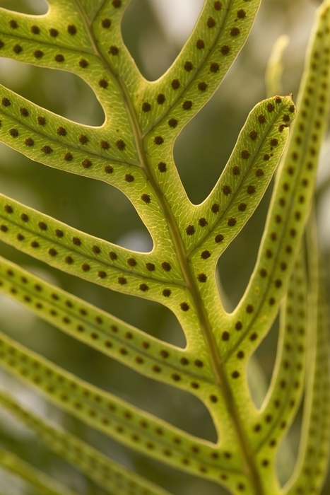 Brown Dots on Green Fern