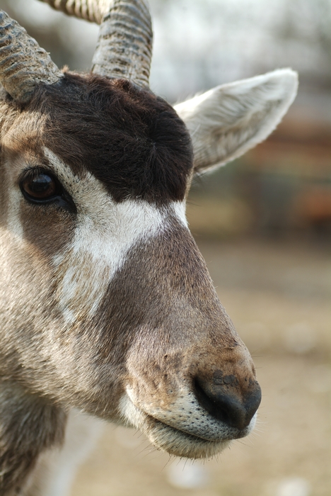 Antelope Head Close-Up
