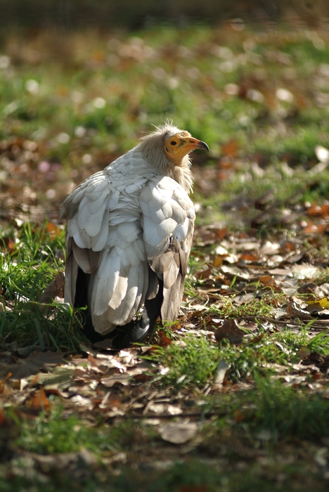 Vulture on the Ground