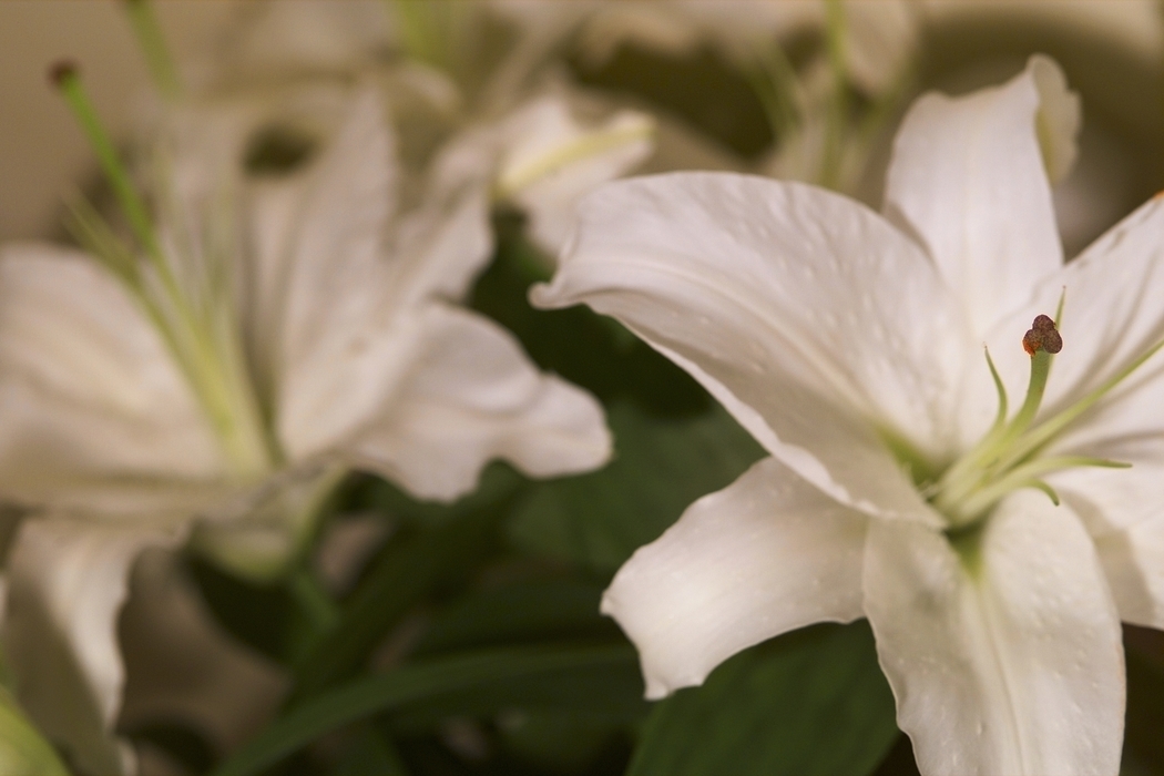 White Flowers in Full Bloom
