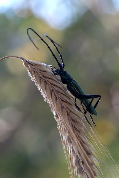 Green Backed Insect with Long Antennae on Wheat Shaft 