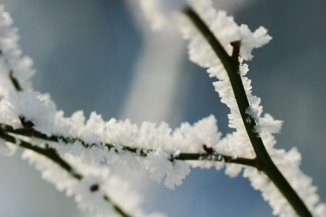 Winter Scene Frost Tree Branch
