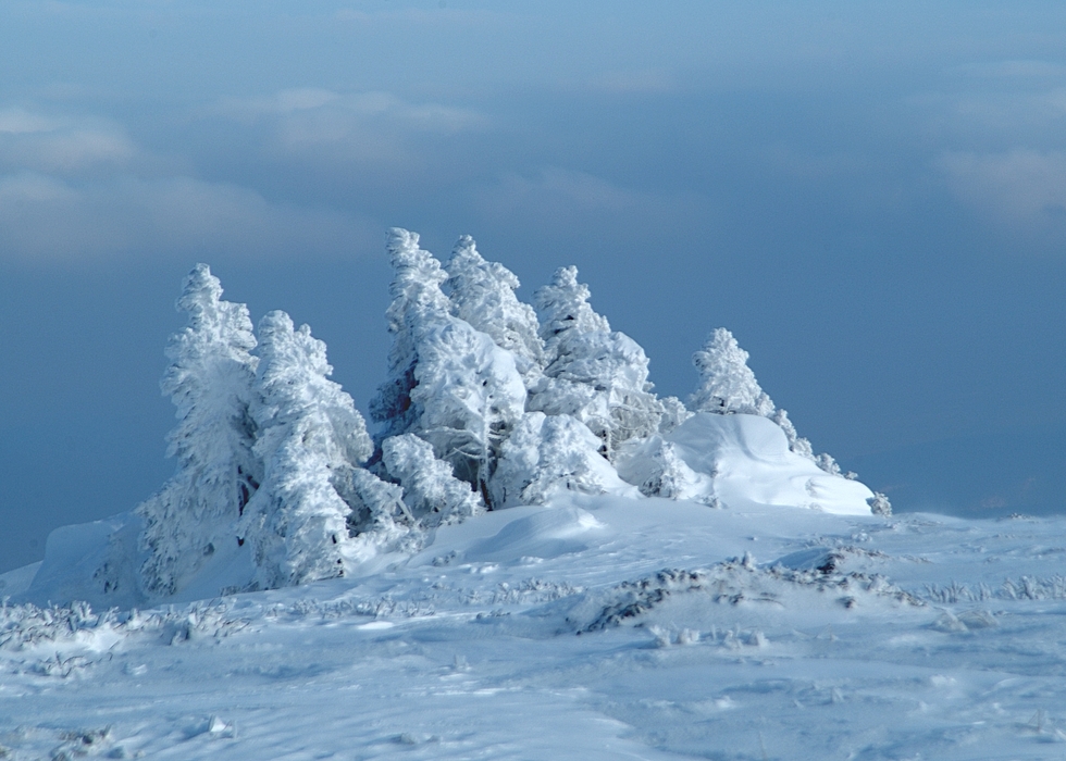 Winter Scene with Fir Trees Encased in Snow