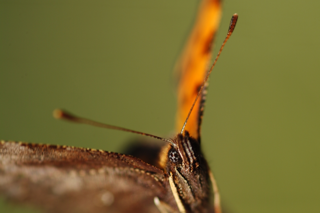 Moth Close-Up Antennae