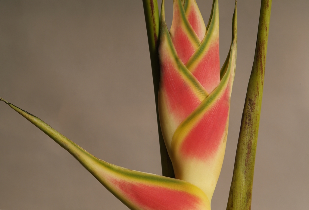 Bird of Paradise Flower