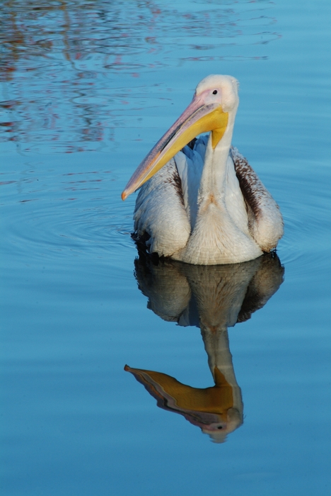 Great White Pelican Swimming