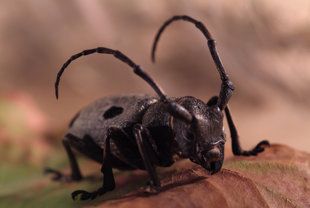 Longhorn Beetle Chillaxin on Leaf