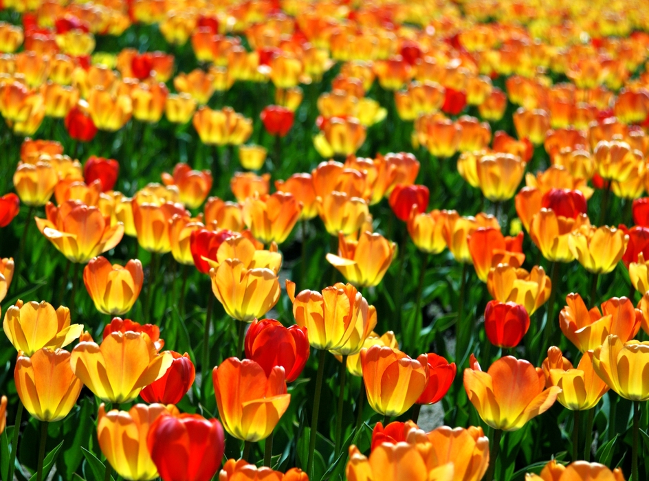 Spring Tulips in Bloom