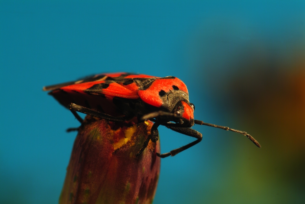 Flying Insect with Red Wings and Black Spots