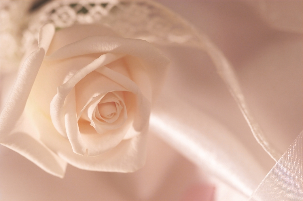 The Wedding Day:  White Rose
