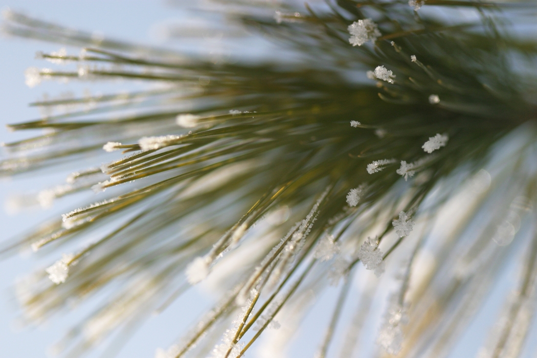 Winter Scene Snow with Pine Needles
